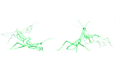 Dancing Mantis Animation